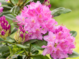 pink purple dream, rhododendron, store rhododendron, surbundsplanter, købe rhododendron, rhododendron planteskole, basta planter, rhododendron, stedsegrønne, rhododendronbed