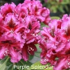 purple splendur, rhododendron, store rhododendron, surbundsplanter, købe rhododendron, rhododendron planteskole, basta planter, rhododendron, stedsegrønne, rhododendronbed
