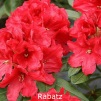 rabatz, rhododendron, store rhododendron, surbundsplanter, købe rhododendron, rhododendron planteskole, basta planter, rhododendron, stedsegrønne, rhododendronbed