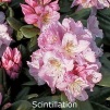 scintillation, rhododendron, store rhododendron, surbundsplanter, købe rhododendron, rhododendron planteskole, basta planter, rhododendron, stedsegrønne, rhododendronbed