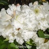 snehvide, rhododendron, store rhododendron, surbundsplanter, købe rhododendron, rhododendron planteskole, basta planter, rhododendron, stedsegrønne, rhododendronbed
