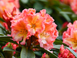 sunfire, rhododendron, store rhododendron, surbundsplanter, købe rhododendron, rhododendron planteskole, basta planter, rhododendron, stedsegrønne, rhododendronbed