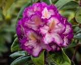 Rhododendron hybrid 'Julius'