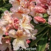 villys sorbet, rhododendron, store rhododendron, surbundsplanter, købe rhododendron, rhododendron planteskole, basta planter, rhododendron, stedsegrønne, rhododendronbed