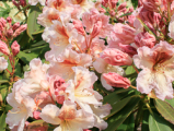villy's sorbet, rhododendron, store rhododendron, surbundsplanter, købe rhododendron, rhododendron planteskole, basta planter, rhododendron, stedsegrønne, rhododendronbed