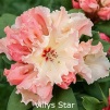 villys star, rhododendron, store rhododendron, surbundsplanter, købe rhododendron, rhododendron planteskole, basta planter, rhododendron, stedsegrønne, rhododendronbed