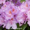 grandiflorum, rhododendron, store rhododendron, surbundsplanter, købe rhododendron, rhododendron planteskole, basta planter, rhododendron, stedsegrønne, rhododendronbed