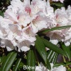 blewberry, sjældne rhododendron, vildarter, rhododendron , surbundsplanter, købe rhododendron, rhododendron planteskole, basta planter, stedsegrønne, rhododendronbed
