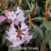 chinese silver, sjældne rhododendron, vildarter, rhododendron , surbundsplanter, købe rhododendron, rhododendron planteskole, basta planter, stedsegrønne, rhododendronbed