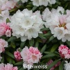edelweiss, sjældne rhododendron, vildarter, rhododendron , surbundsplanter, købe rhododendron, rhododendron planteskole, basta planter, stedsegrønne, rhododendronbed