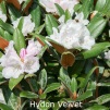 hydon velvet, sjældne rhododendron, vildarter, rhododendron , surbundsplanter, købe rhododendron, rhododendron planteskole, basta planter, stedsegrønne, rhododendronbed