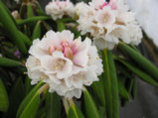Rhododendron Rexima