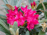 Rhododendron smirnowii-hybrid. 'Weinlese'