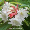 auriculatum, sjældne rhododendron, vildarter, rhododendron , surbundsplanter, købe rhododendron, rhododendron planteskole, basta planter, stedsegrønne, rhododendronbed