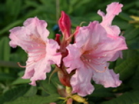 Rhododendron auriculatum rosea