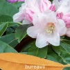 bureavii, sjældne rhododendron, vildarter, rhododendron , surbundsplanter, købe rhododendron, rhododendron planteskole, basta planter, stedsegrønne, rhododendronbed