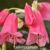 callimorphum, sjældne rhododendron, vildarter, rhododendron , surbundsplanter, købe rhododendron, rhododendron planteskole, basta planter, stedsegrønne, rhododendronbed