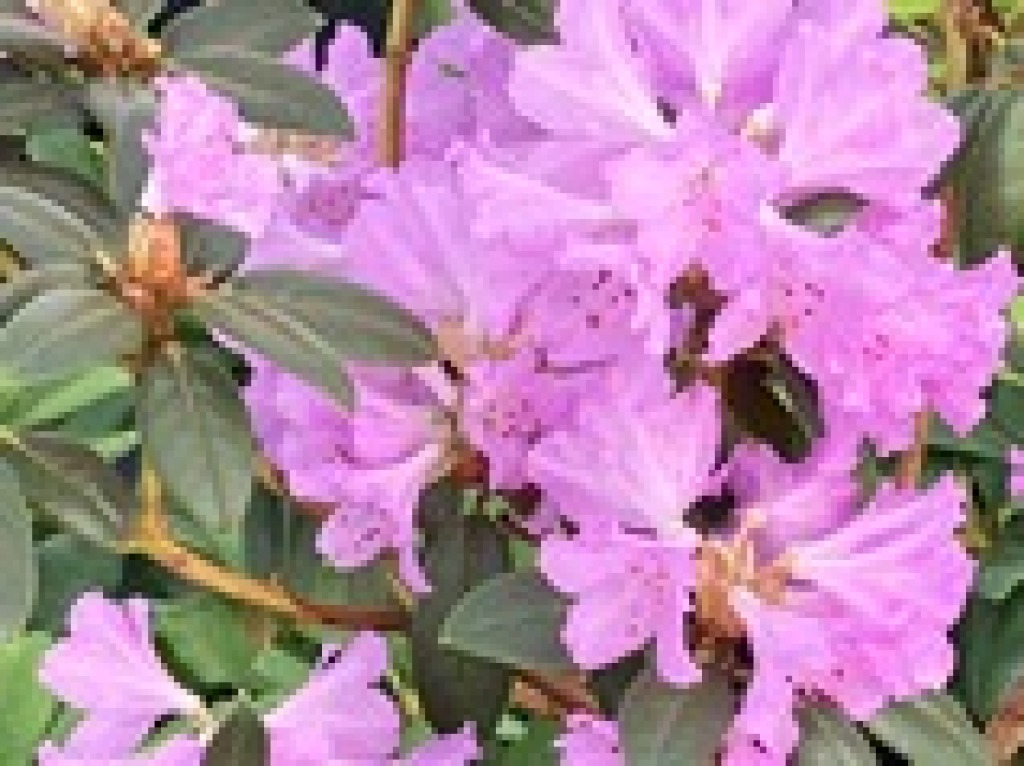 rhododendron concinnum fra Basta Planter