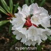 hyperytrum, sjældne rhododendron, vildarter, rhododendron , surbundsplanter, købe rhododendron, rhododendron planteskole, basta planter, stedsegrønne, rhododendronbed