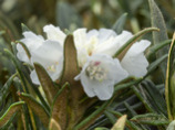 Rhododendron roxianum var. oreoaster.